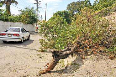 #EyeOnMelissa: Fallen tree partially blocking Stanmore Manor, Red Hills Road intersection