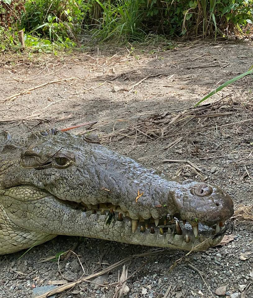 #EyeOnMelissa: Be careful as crocodiles may be displaced, SERHA warns