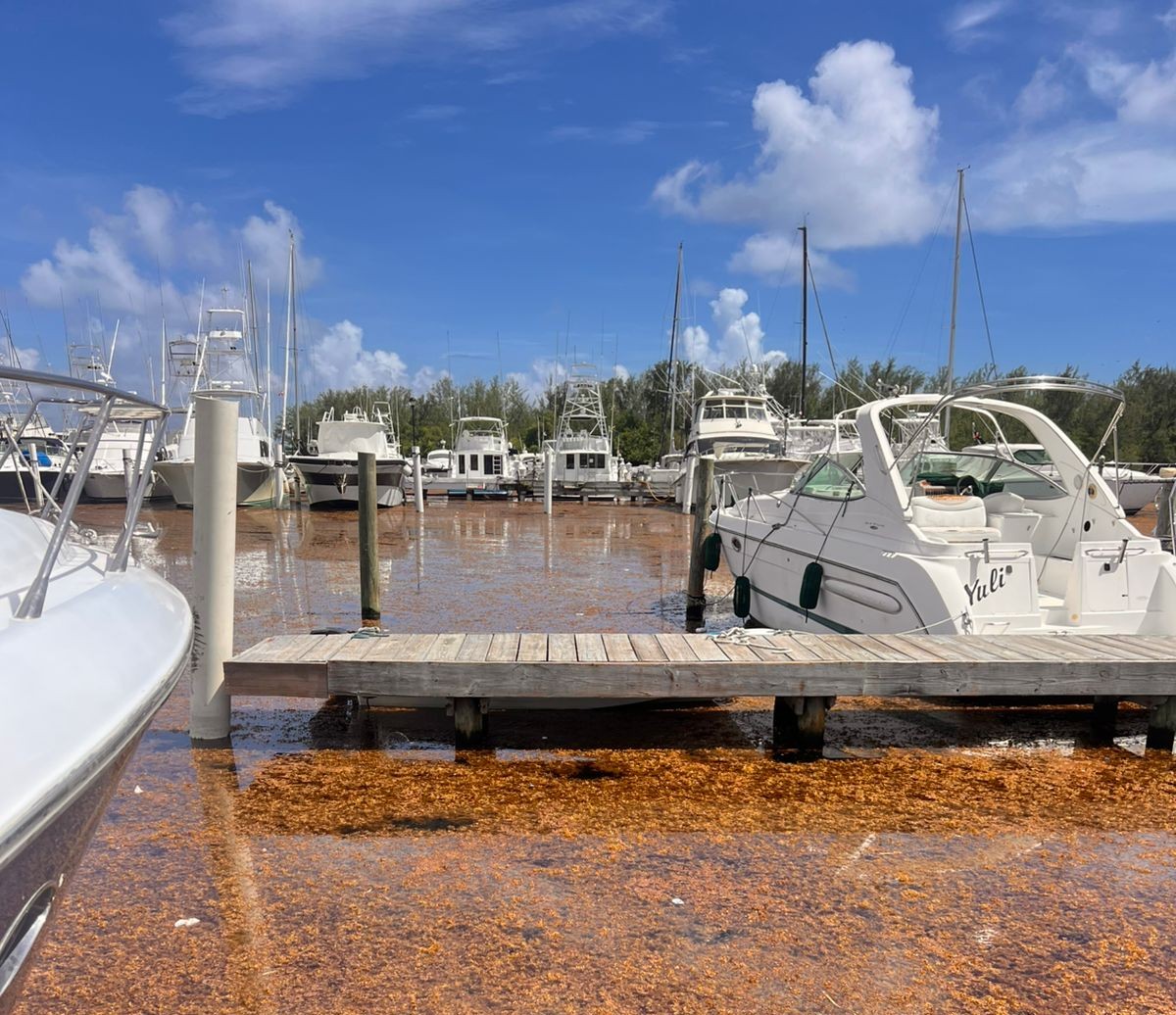 US$50 million to be invested to combat sargassum in the Caribbean, starting in the Dominican Republic