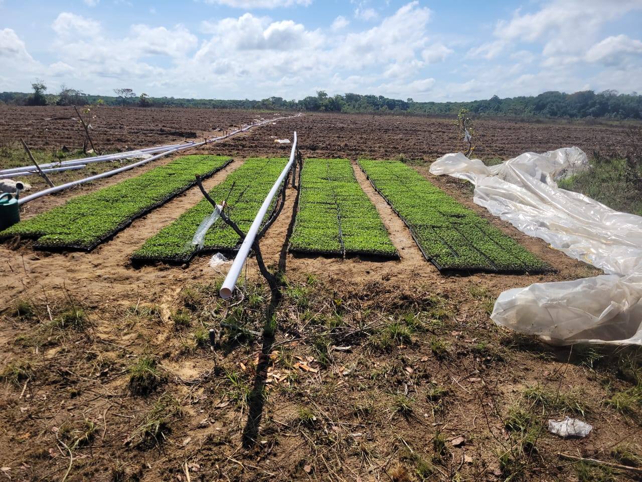 Guns, phones, boat found but no arrest during large-scale marijuana eradication in Upper Berbice River