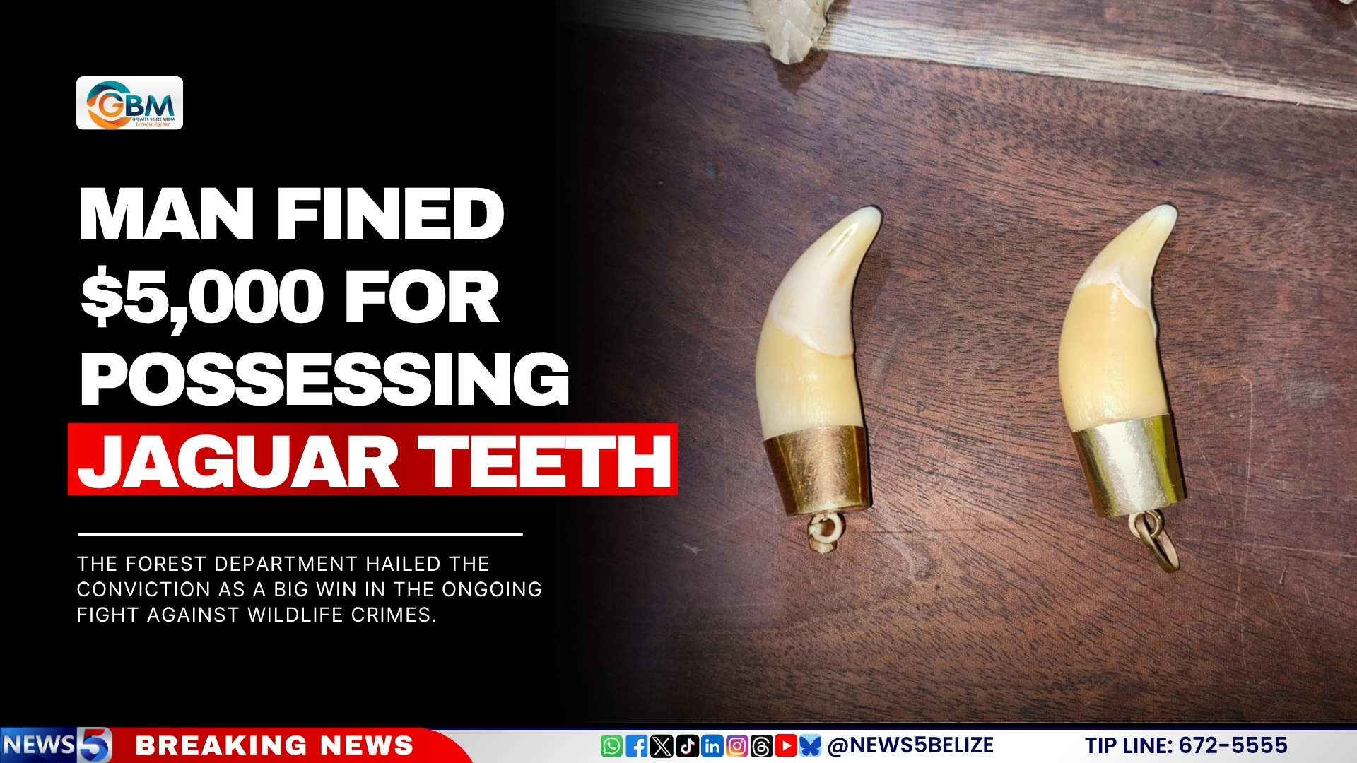 Man Fined $5,000 for Possessing Jaguar Teeth