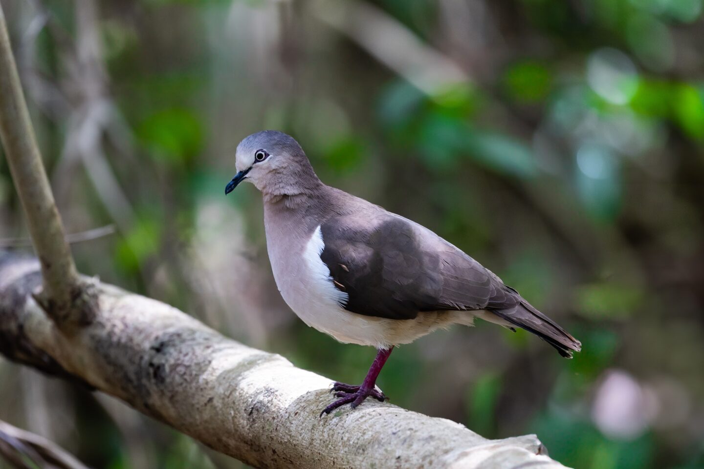 Grenada unites to save its national bird