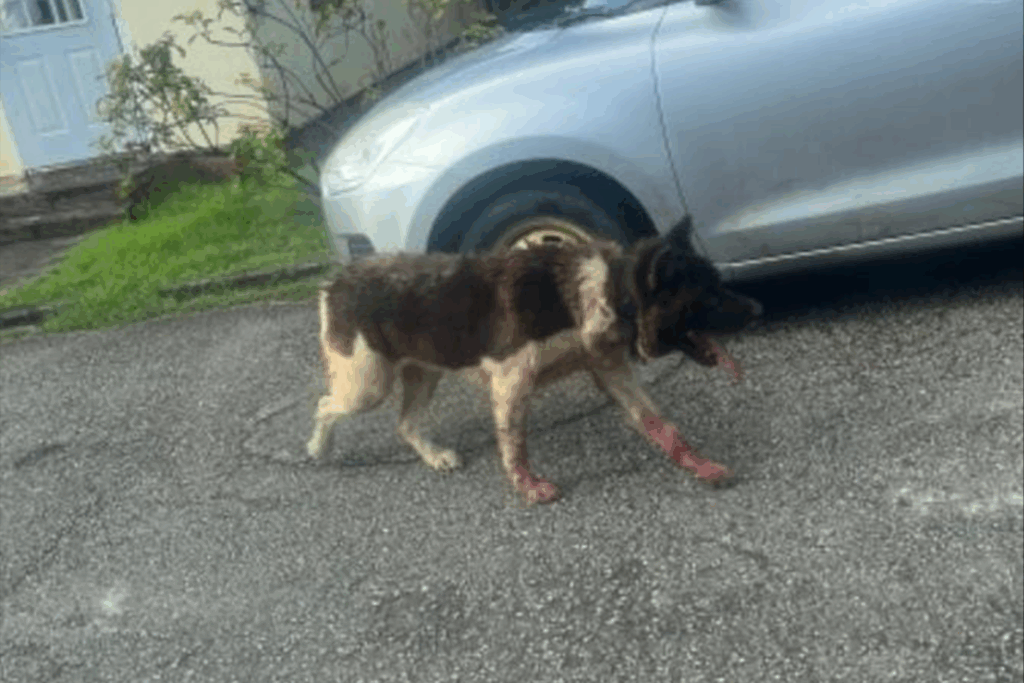 Woman, children hurt in dog attack near primary school