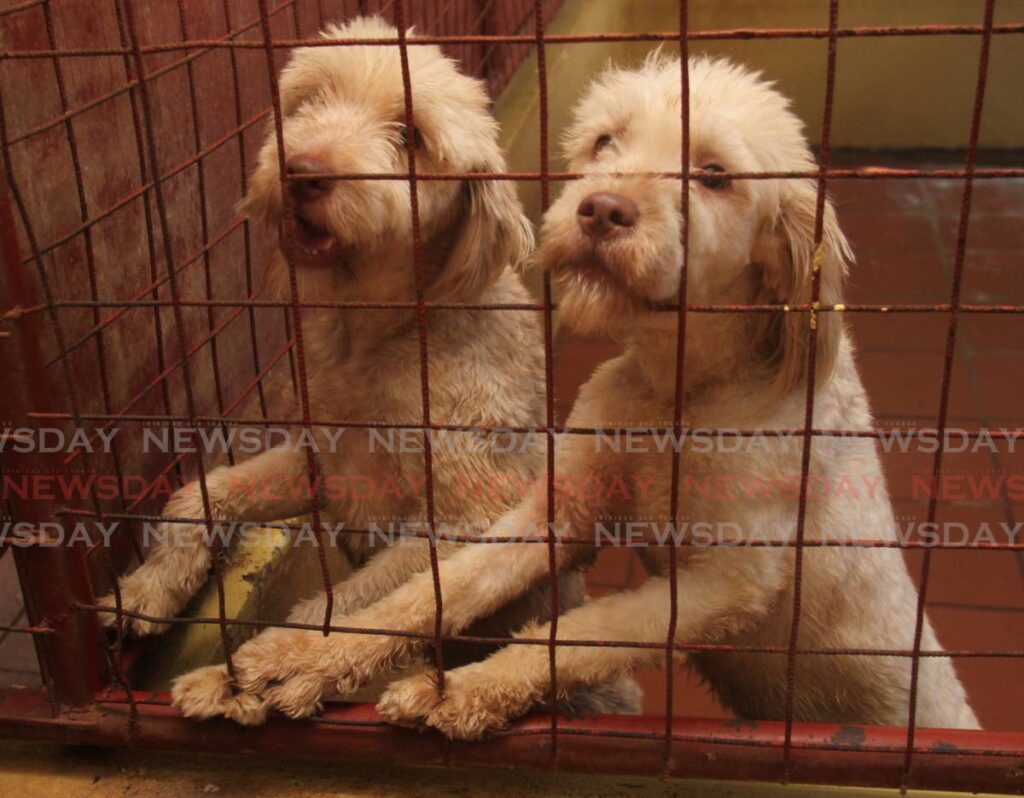 TTSPCA welcomes animal shelter tax concession