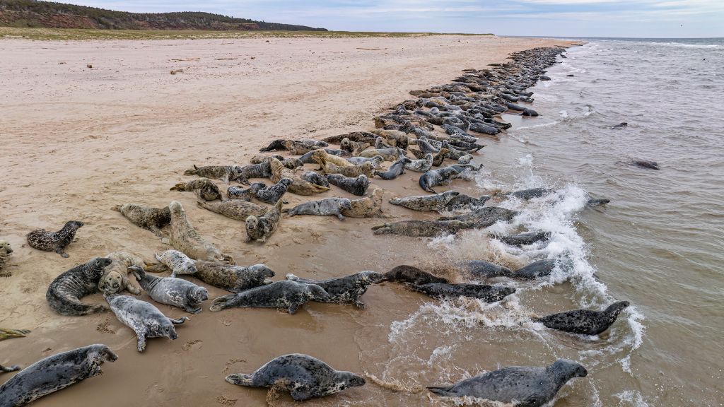 Seals, birds under threat in new ‘red list’ of endangered species