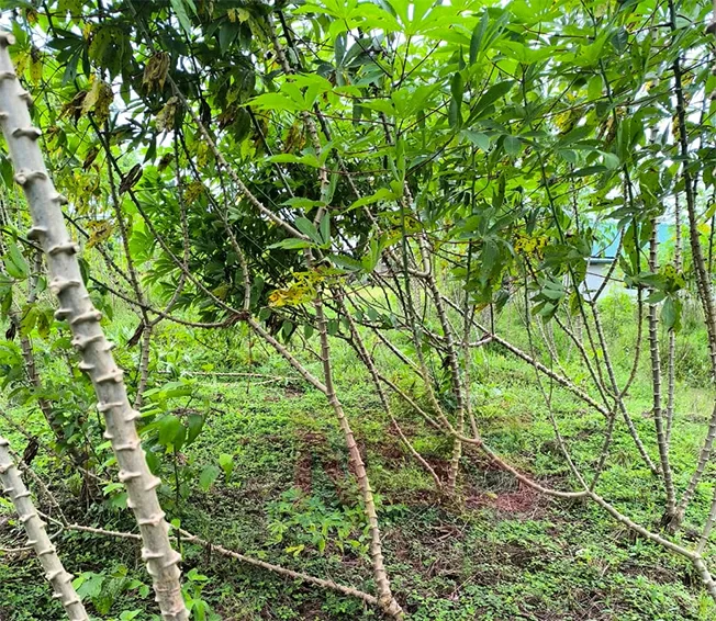 Nationale aanpak tegen nieuwe cassaveziekten