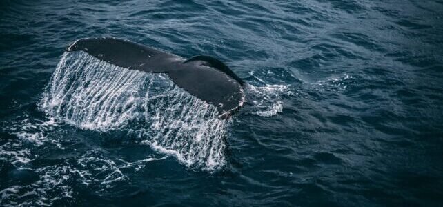 Much-anticipated Sperm Whale Reserve Bill passed in Parliament this week