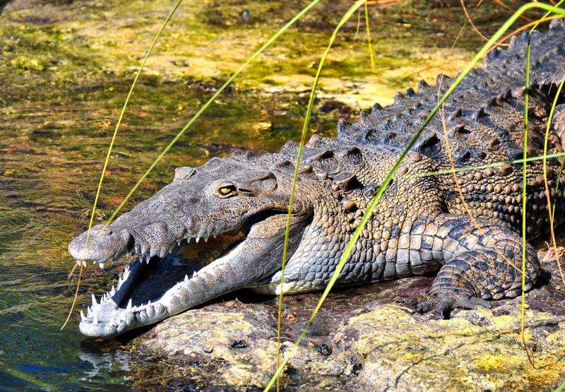 NEPA condemns latest crocodile killing in Hellshire