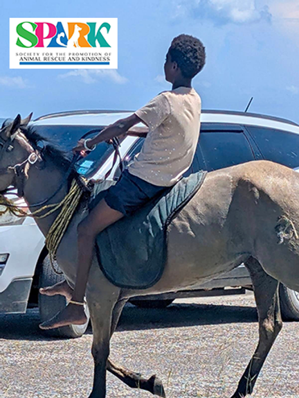 SPARK Raises Alarm Over Repeated Horse Abuse in Belize