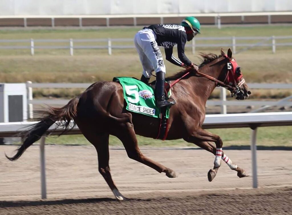 Nelson aims for international glory at Century Downs