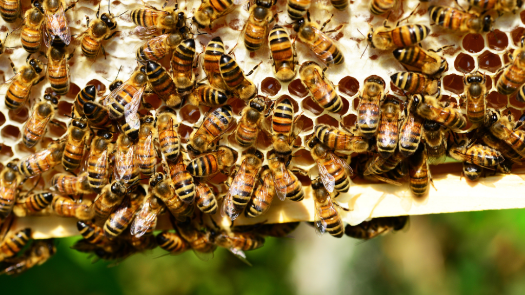 Guyanese man dies following bee attack, another in critical condition