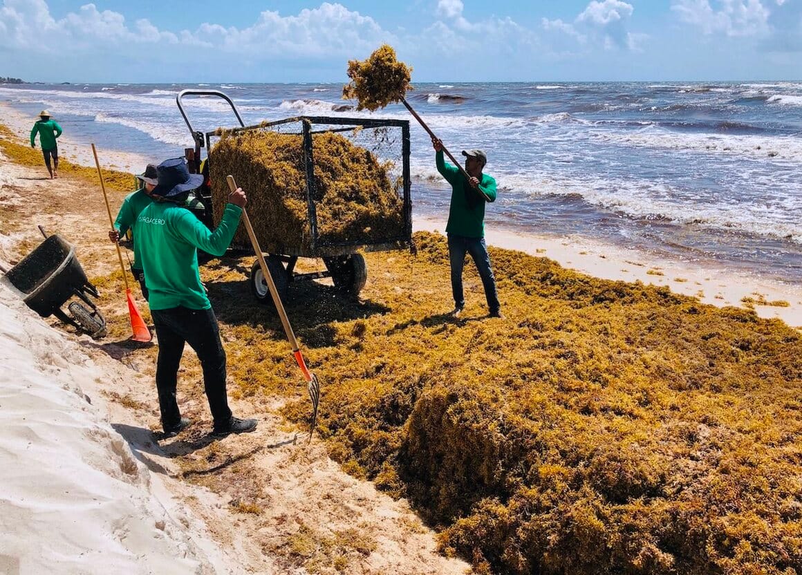 Decline in Sargassum Blooms Brings Relief for Antigua and Barbuda