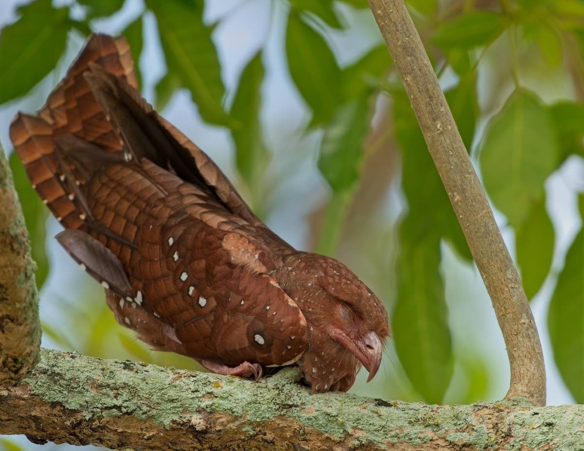 The mystical oilbird