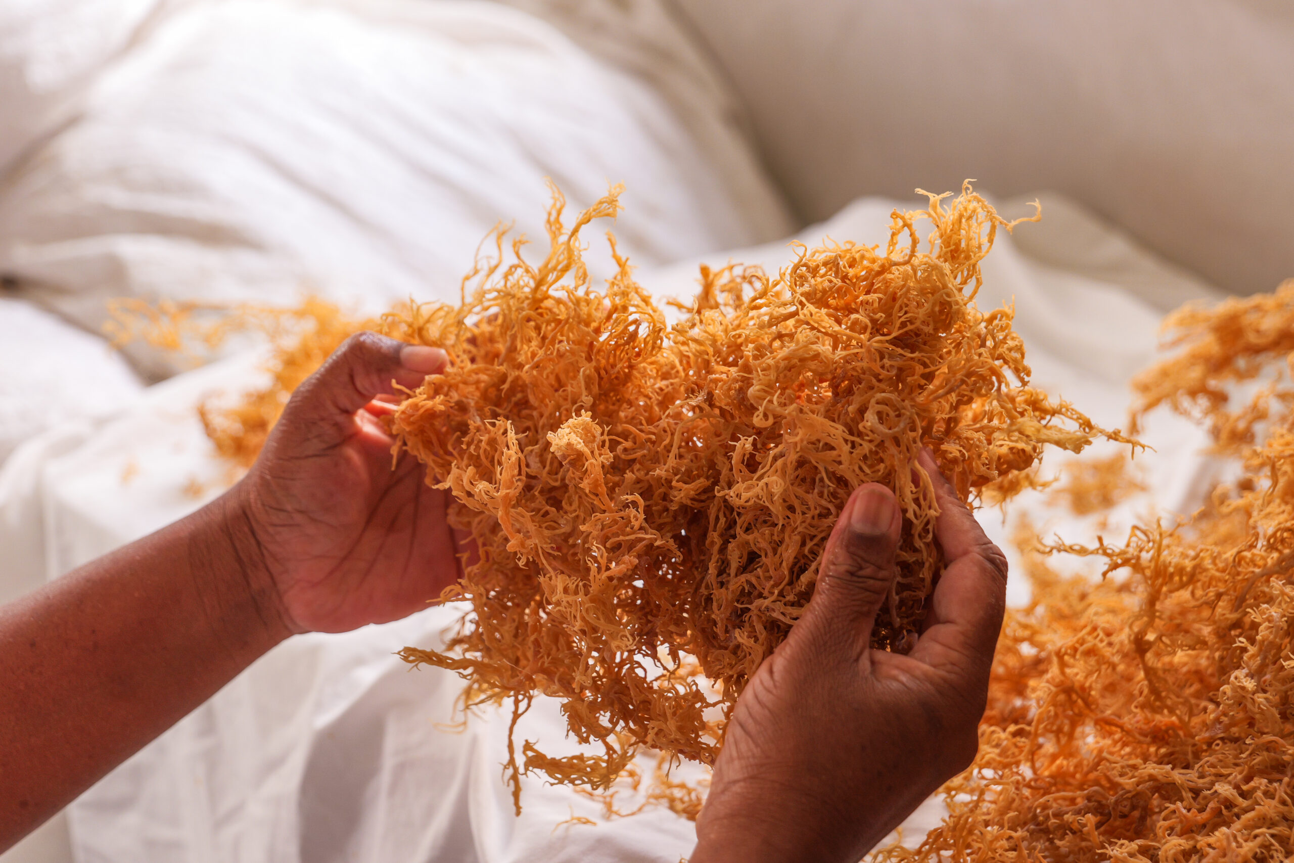 Farmers, exporters warn of trouble beneath Saint Lucia’s sea moss boom