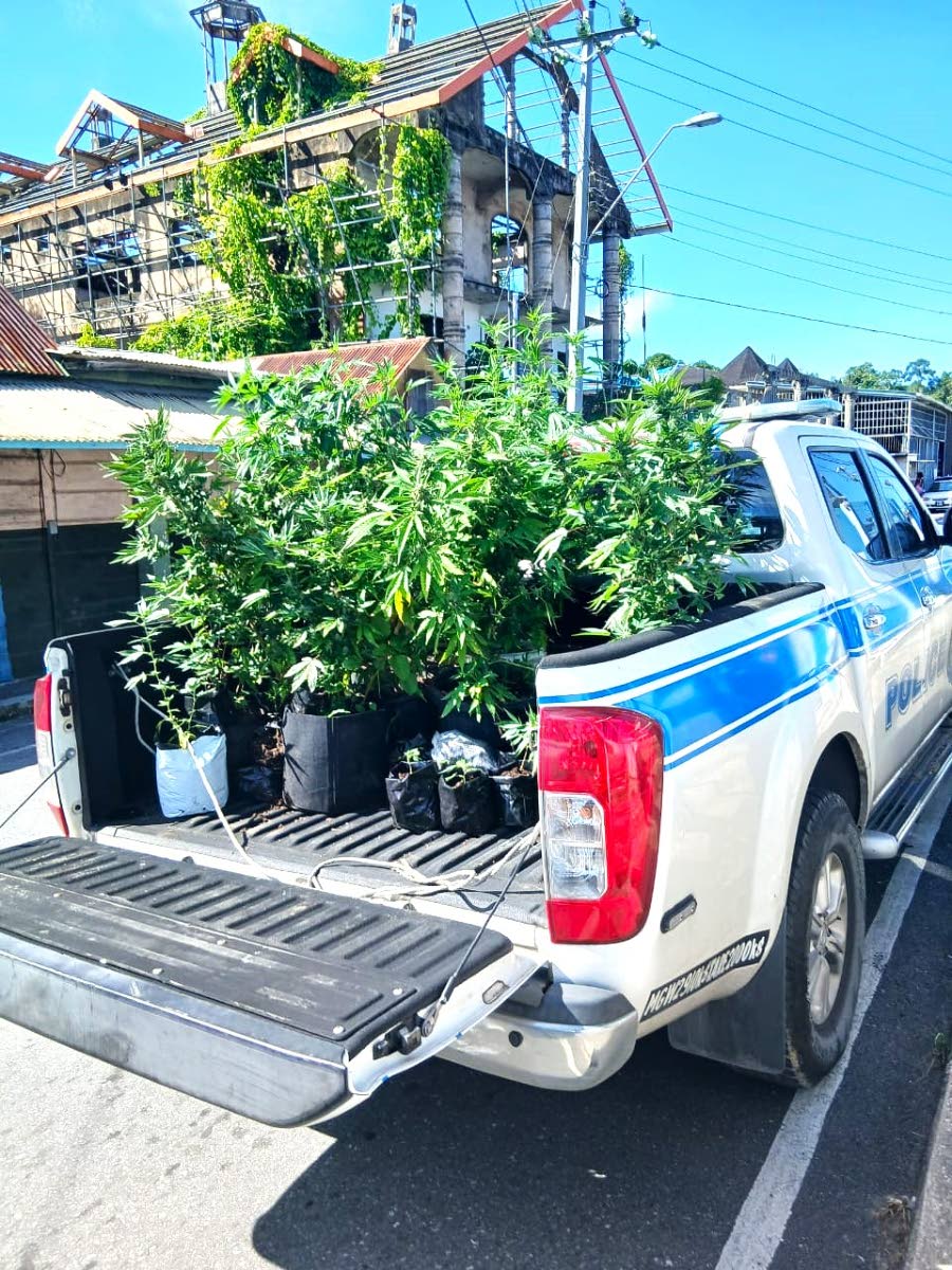 Cops seize ganja in Moruga
