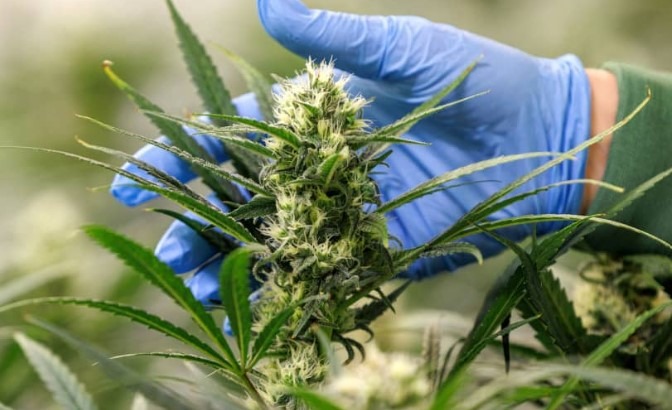 OPINION: What cannabis legislation can teach us about foreign direct investment (Part 1)