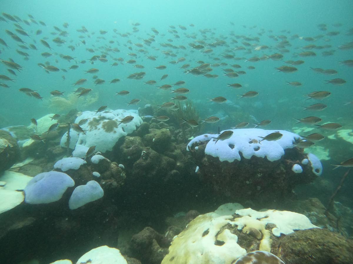 On track to climate disaster