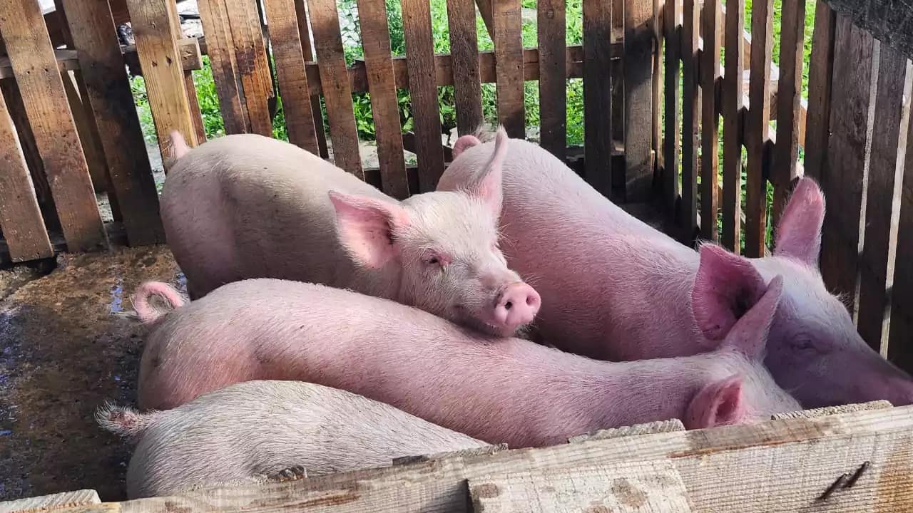 Veterinary Team Expands African Swine Fever Surveillance to Barbuda