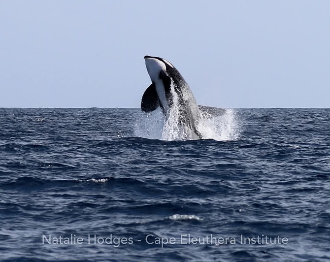 Rare killer whale sighting recorded in Exuma Sound