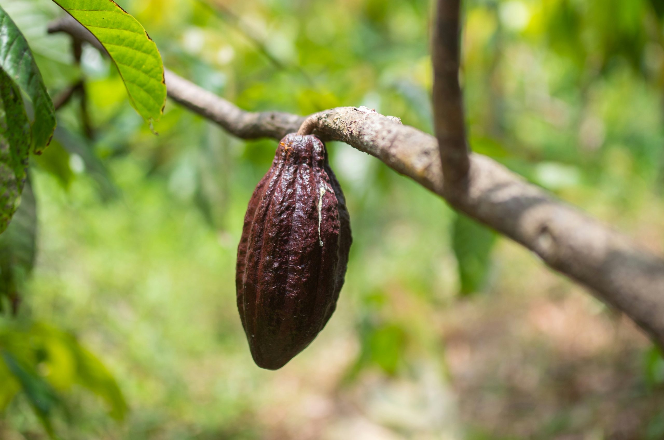 Dominican Republic records US$692.5 million in Cocoa exports for 2024–2025 season