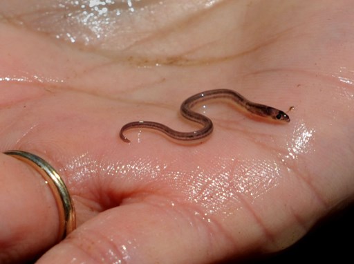 Haitian gangs getting rich off murky market for baby eels