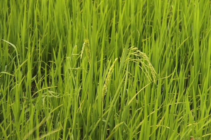 International rice prices fall below projections – finance minister