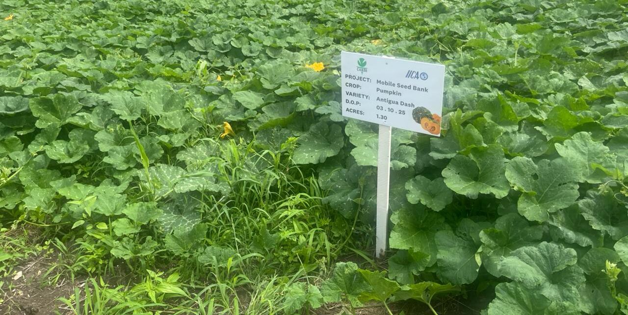 IICA and CARDI initiate portable seed storage initiative