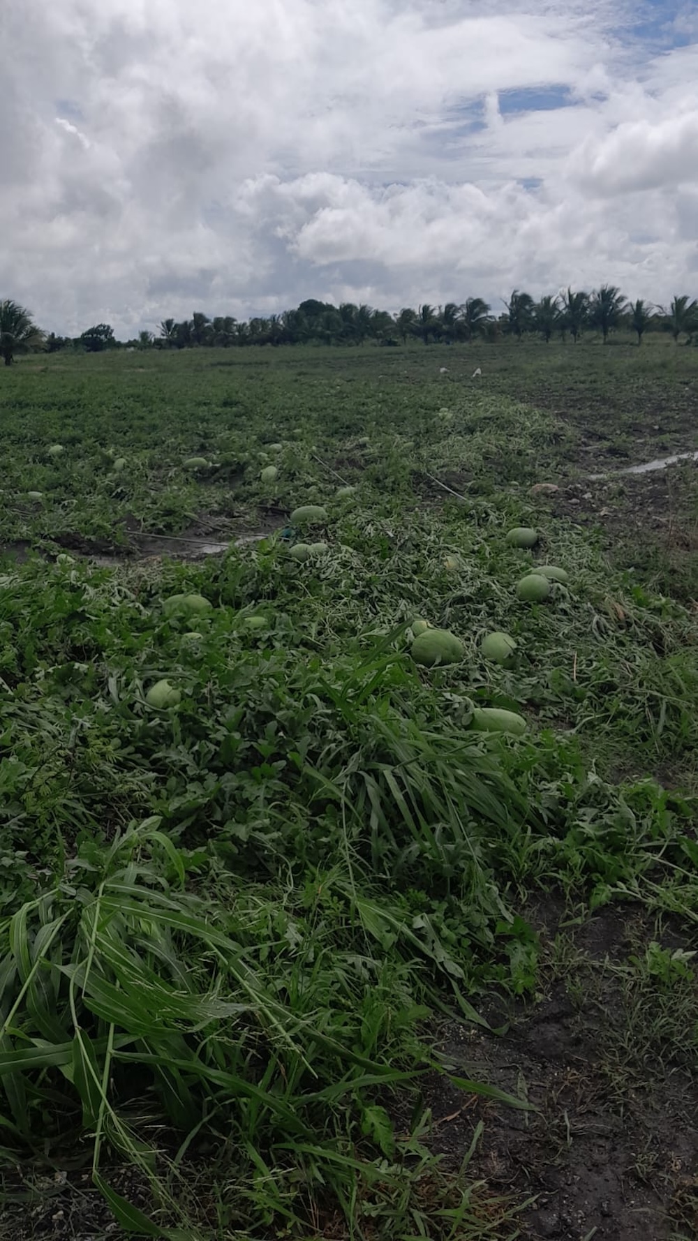 Christmas harvest in jeopardy after flash floods ruin crops