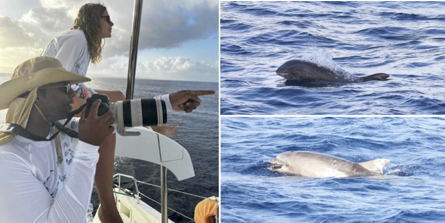 Barbados may host resident bottlenose dolphins