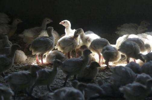 US records second human bird flu death of year