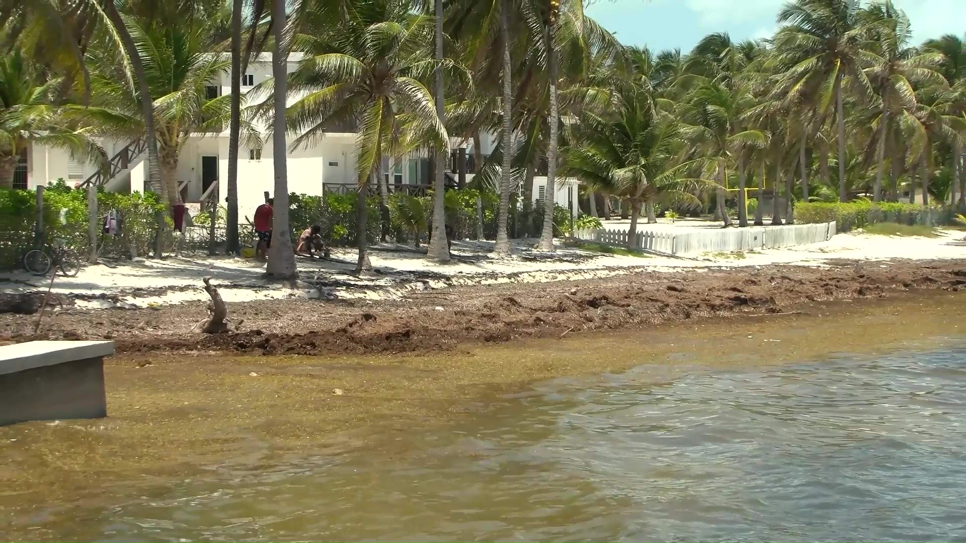 New Tech Boosts Belize’s Battle Against Sargassum Invasion