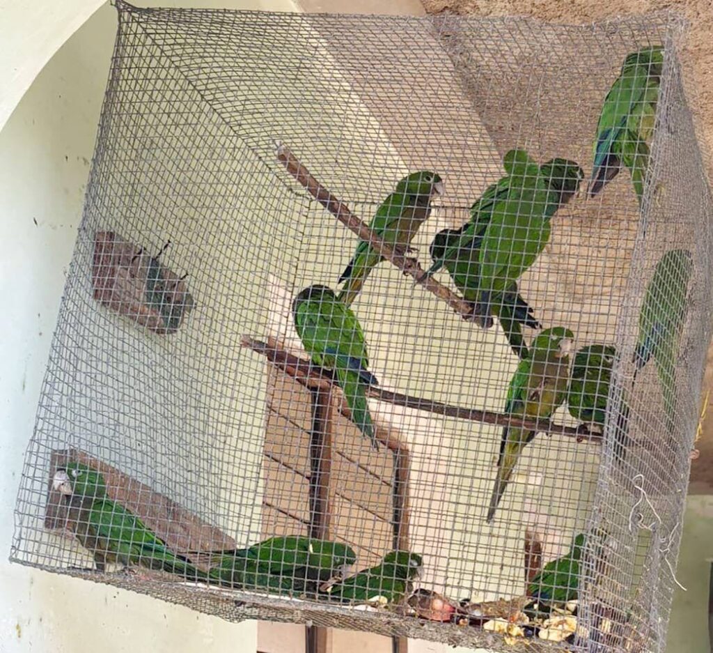 Starving and trapped