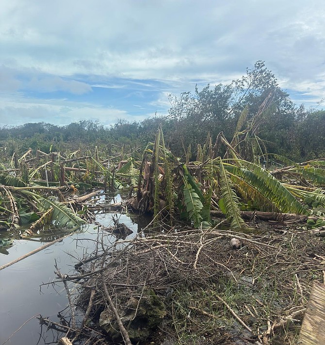 Crooked Island farmer appeals for help after Hurricane Melissa devastates crops