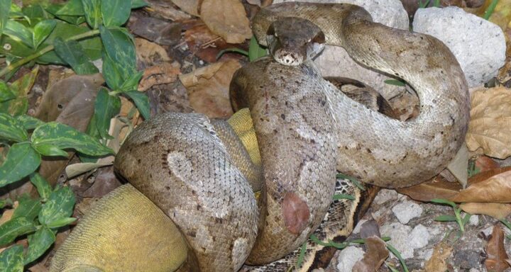 COMMENTARY: Witnessing a boa swallow an iguana…whole!