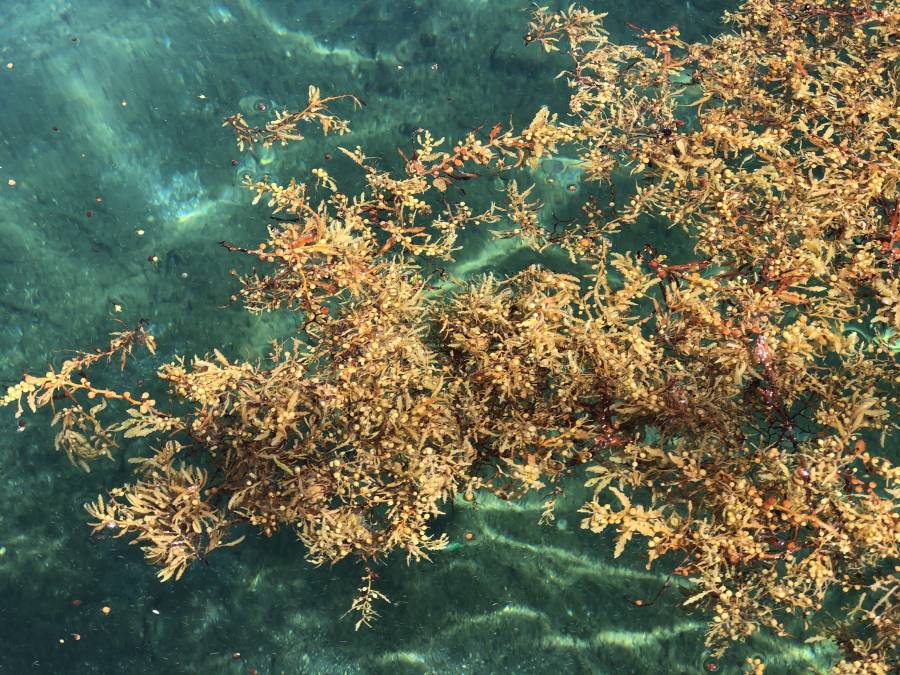 MOU to advance sargassum valorisation in Grenada