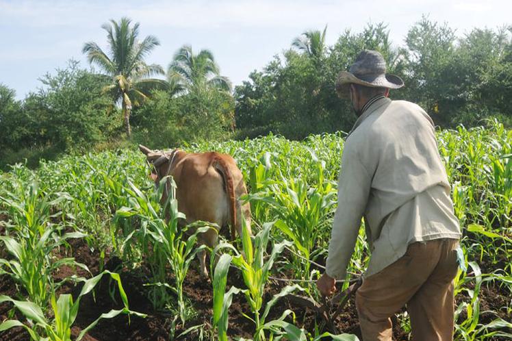 Cuba strengthens programs on agriculture