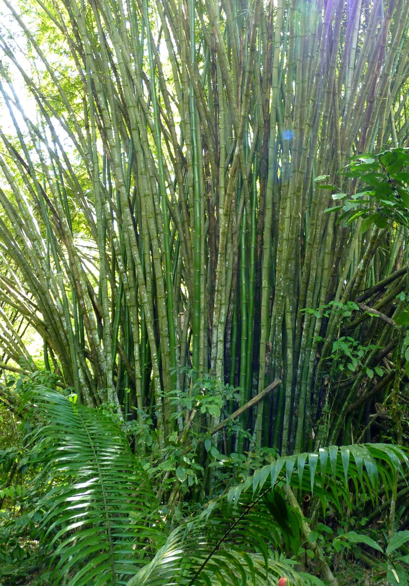 Our versatile bamboo