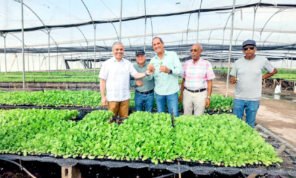 INTABACO begins distribution of seedlings for the 2025–2026 harvest