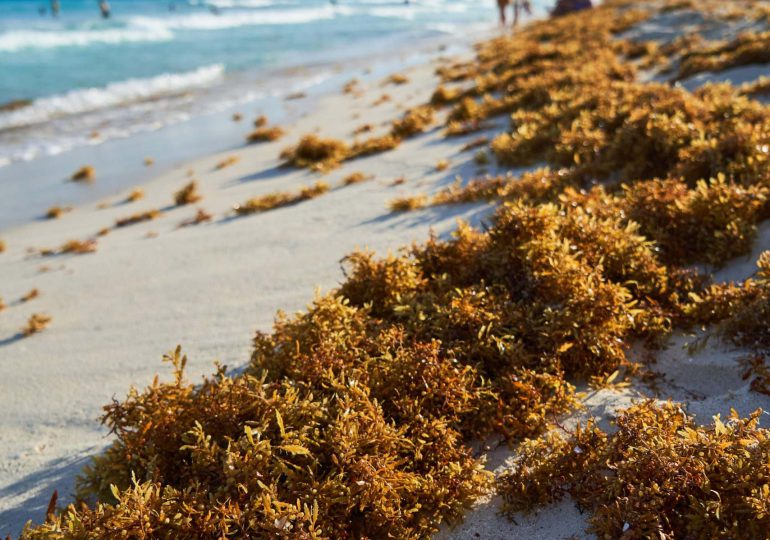 Authorities warn of sargassum arrival on Caribbean coasts by late January 2026