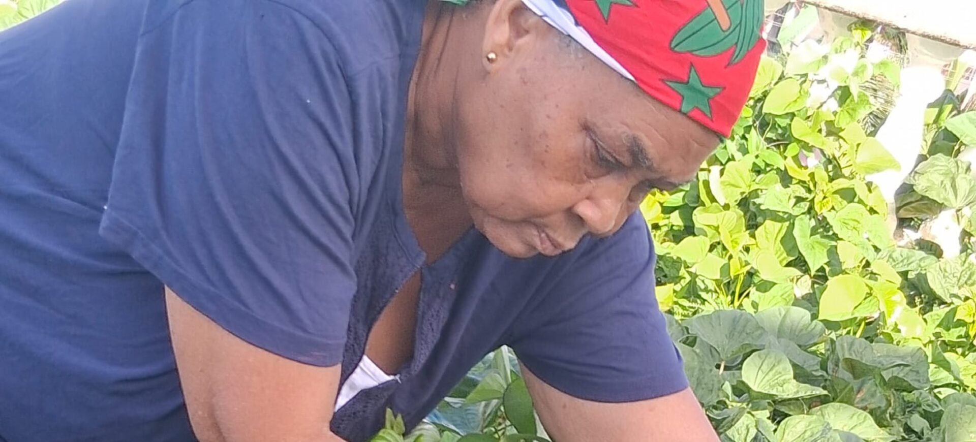 PRESS RELEASE:  Dominica’s Vanya David, a community leader who champions gender equality and healthy eating,  recognized by IICA as Leader of Rurality of the Americas