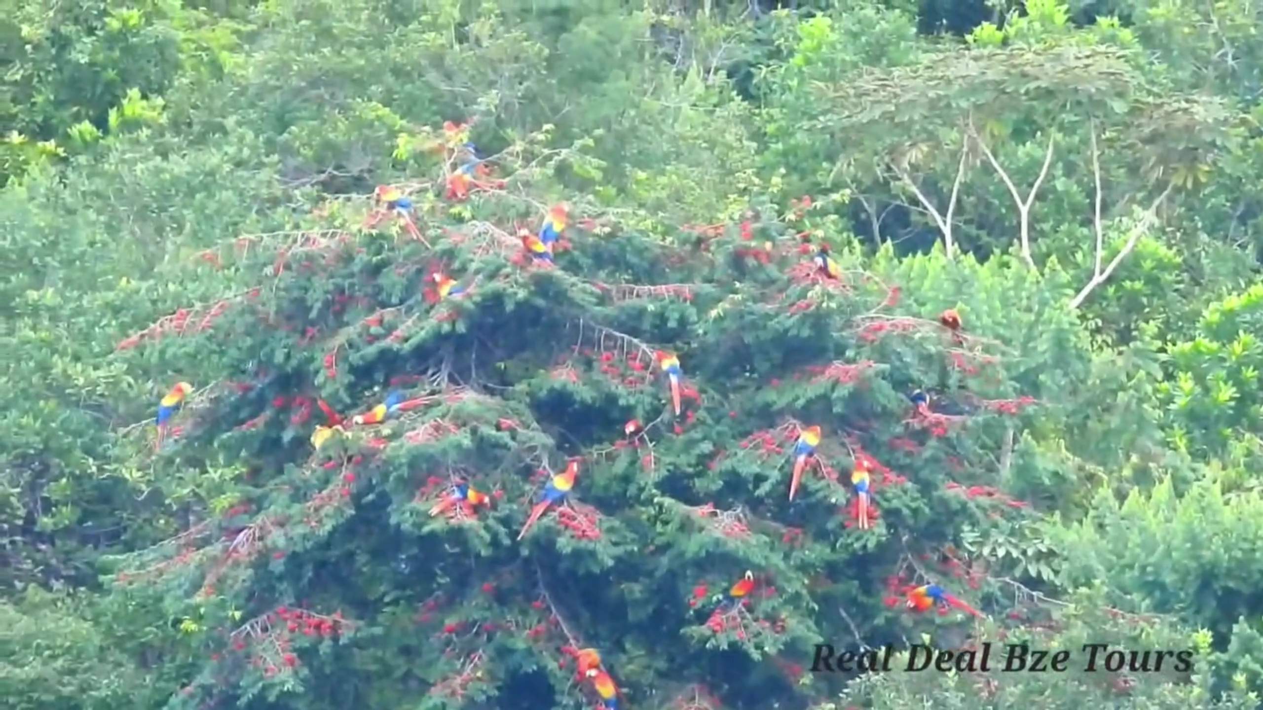 GOB Moves to Establish Macaw Sanctuary in Red Bank