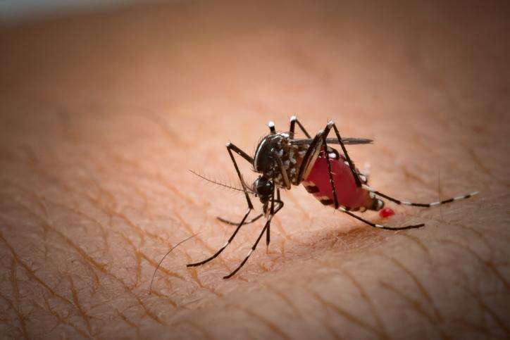 Guyana to issue chikungunya alert following outbreak in Suriname