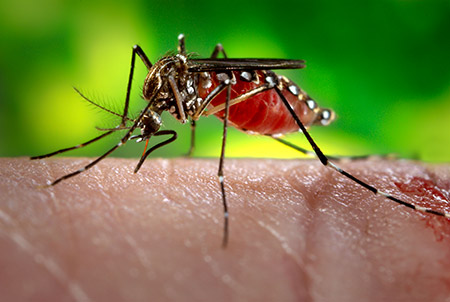 Guyana to issue chikungunya alert after outbreak in Suriname