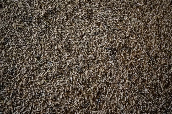 Ernstige vorst bedreigt Oekraïense wintergewassen