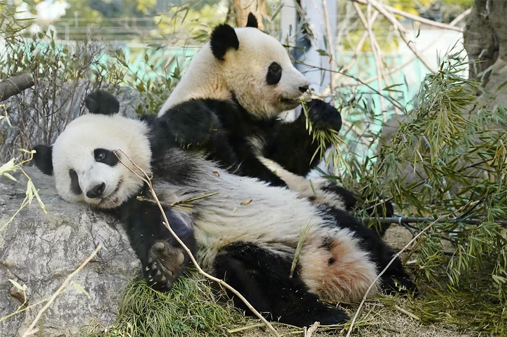 Laatste twee panda’s verlaten Japan nu relaties met China gespannen zijn