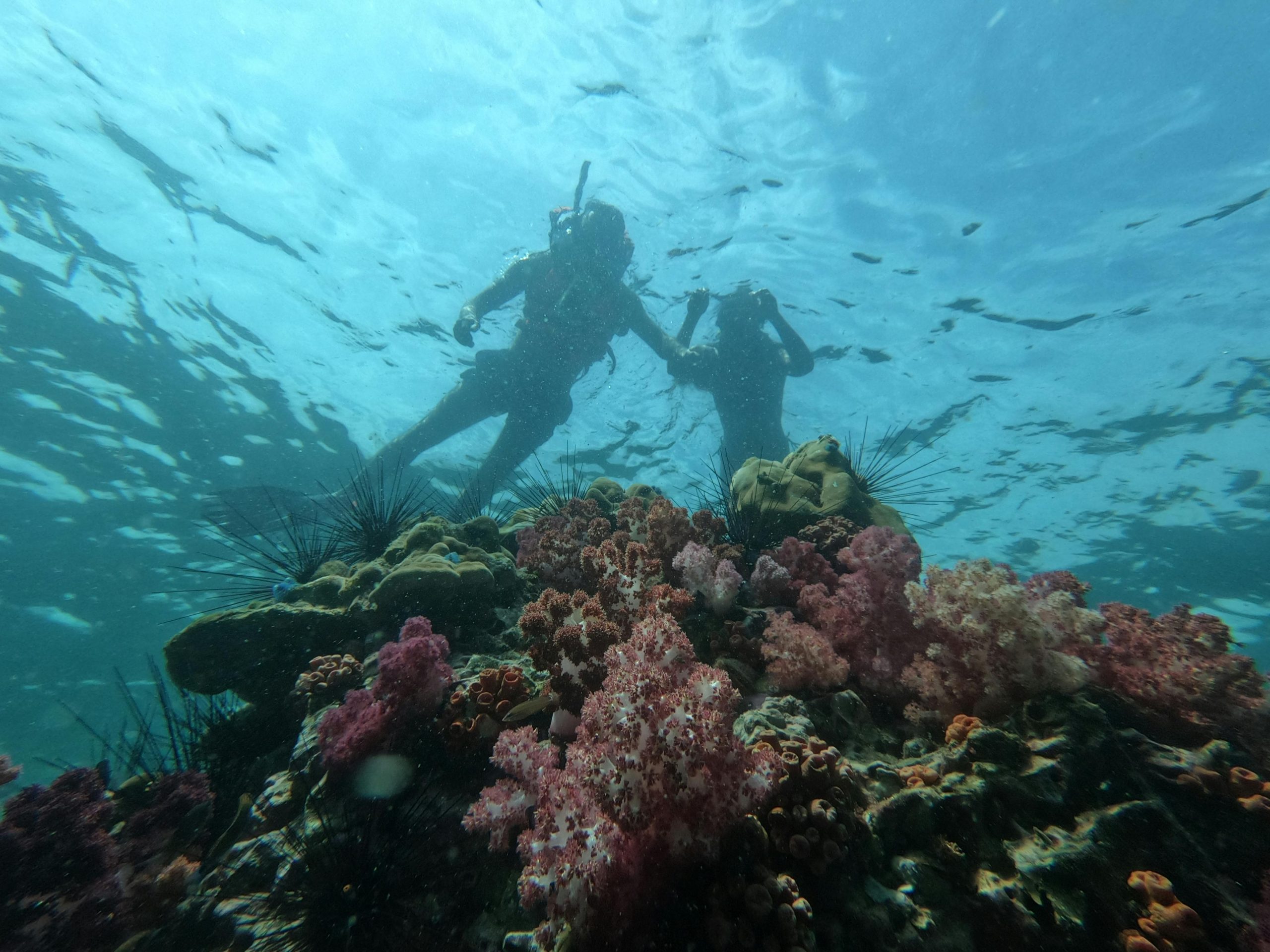 Dominican Republic among the best Caribbean countries for diving: here’s where to go