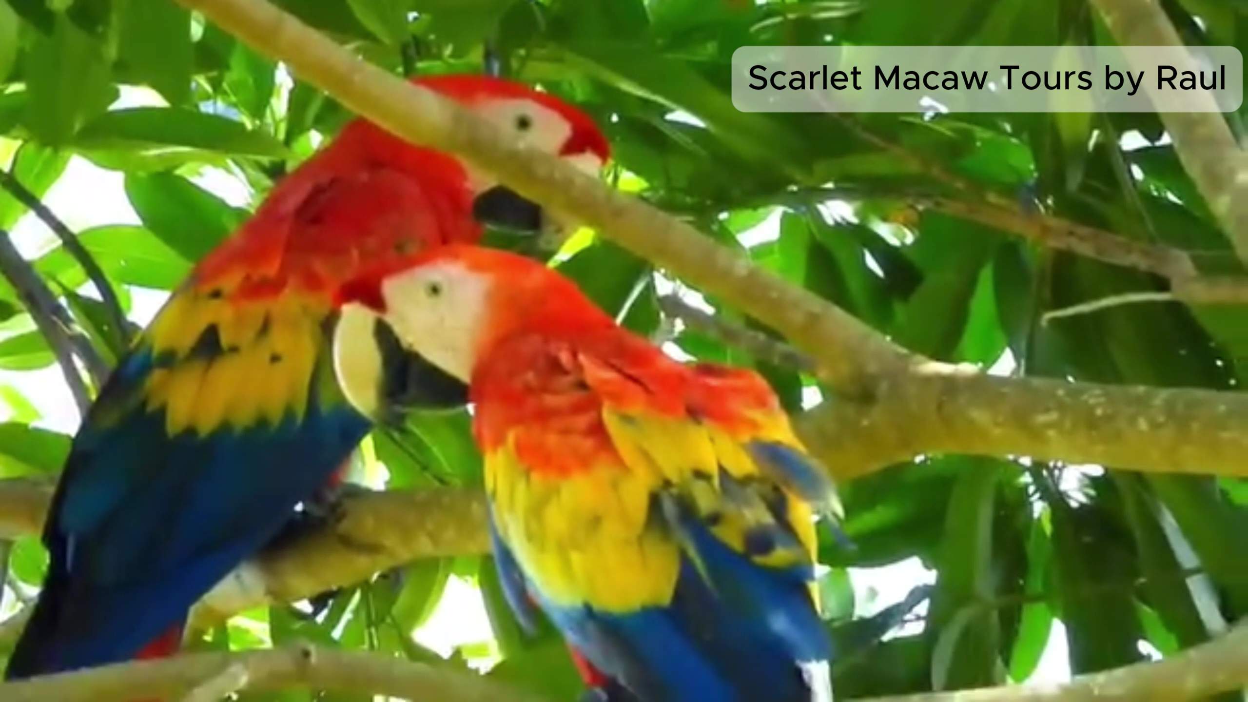 Protected Area Planned to Safeguard Red Bank Macaws
