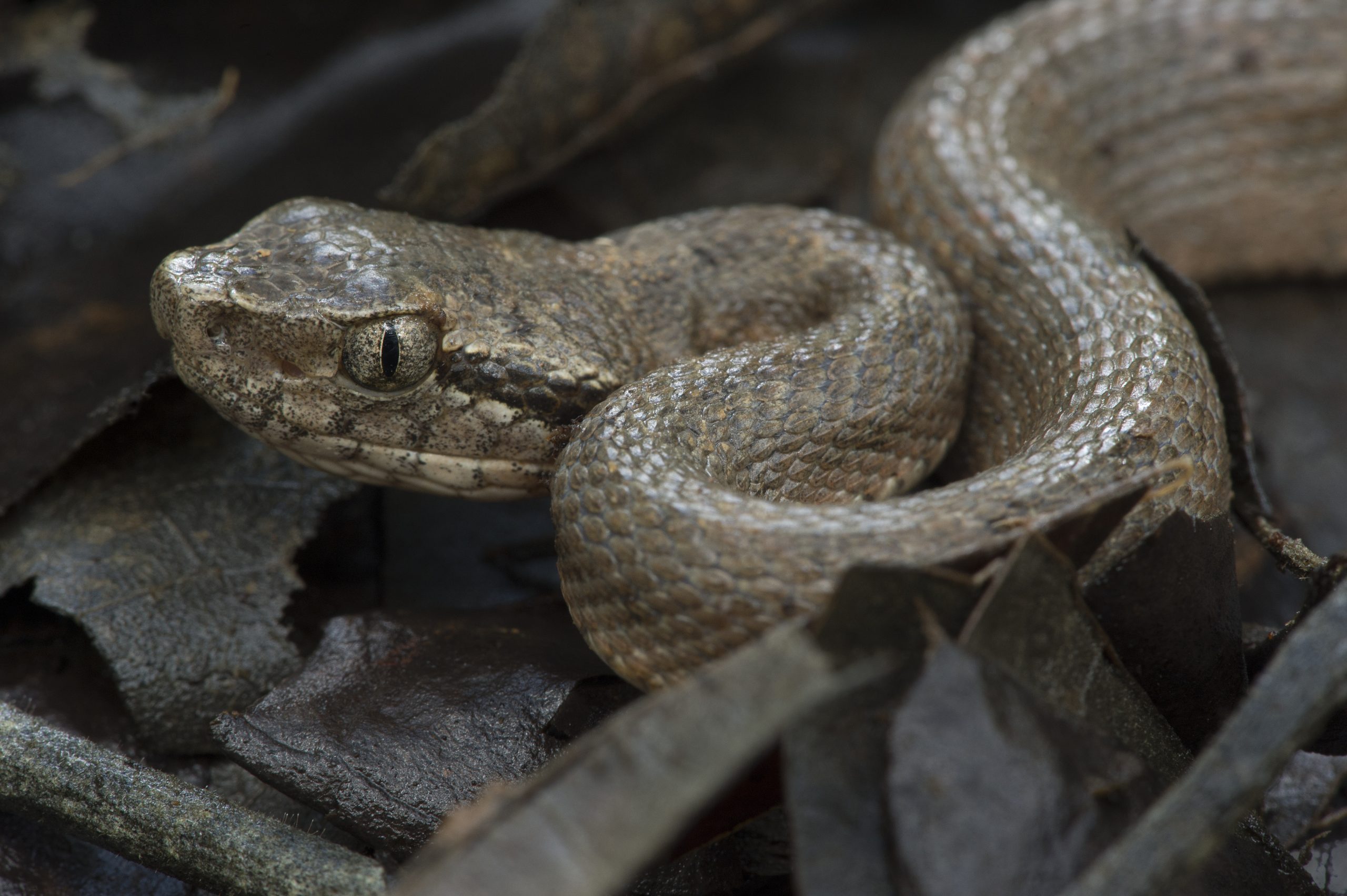 Fire service confirms snake bite incident, victim hospitalised