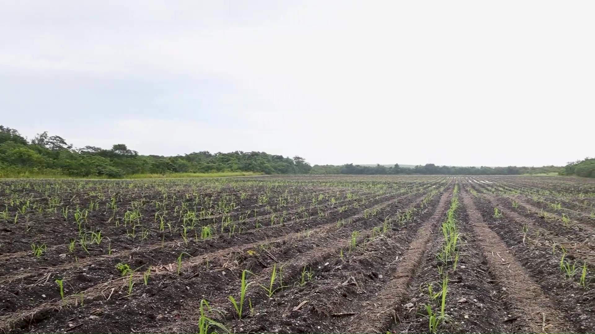 New Support Program Boosts Belize’s Sugar Industry