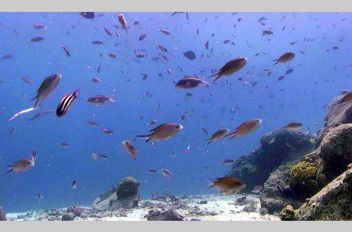 Netherlands ‘insufficiently’ protects Caribbean island from climate change — court